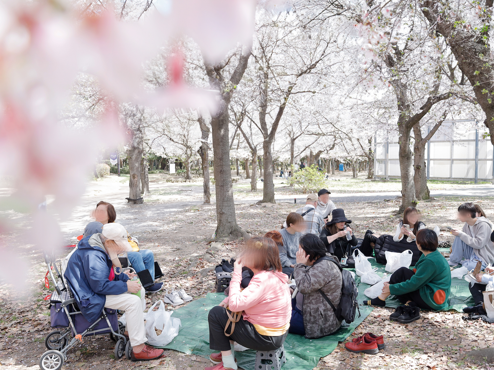 長居公園でお花見